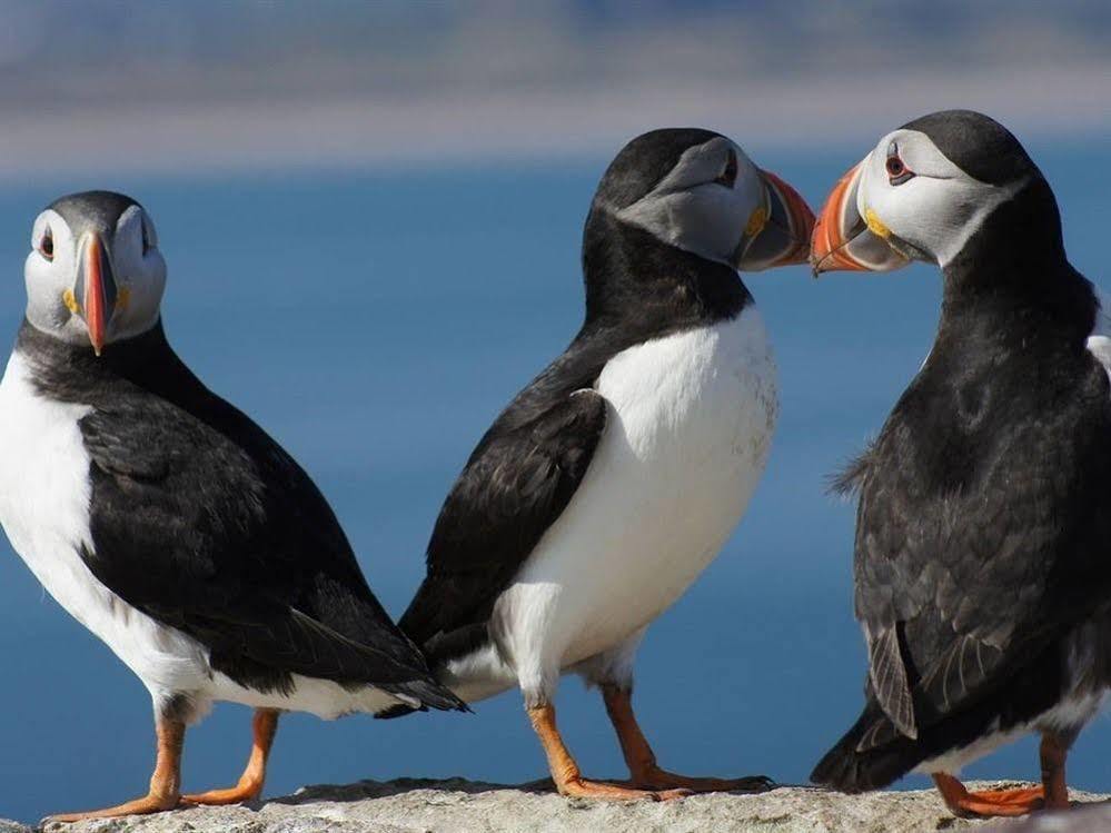 Farne Island Rooms Seahouses Bagian luar foto